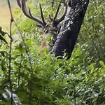 דירה Natuurhuisje Op De Veluwe אמסט