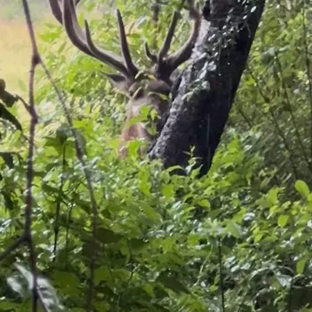 Apartment Natuurhuisje Op De Veluwe Emst